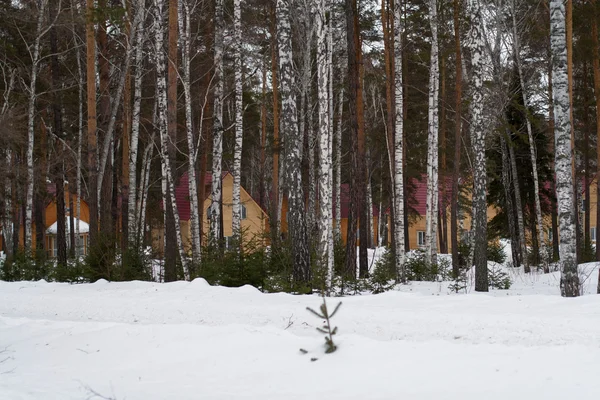 Winter forest with snow and houses
