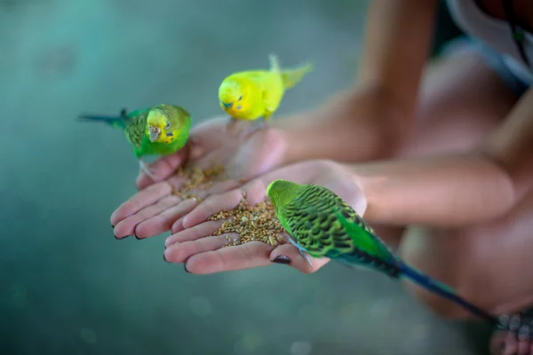Colorful parrots sitting on human hand