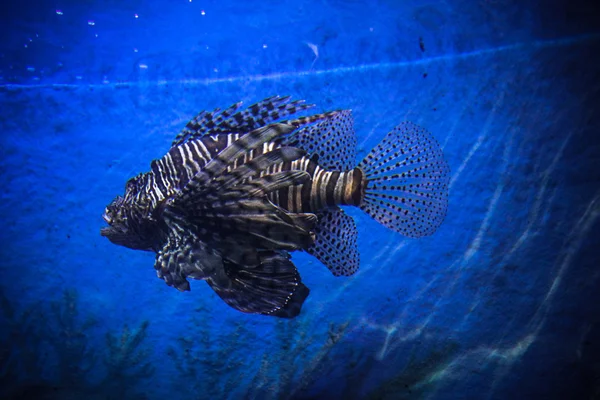 Underwater Landscape with Fishes in oceanarium