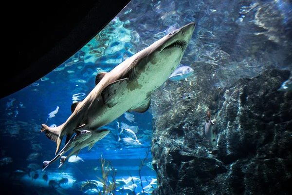 Shark with other fish is swimming in the deep water