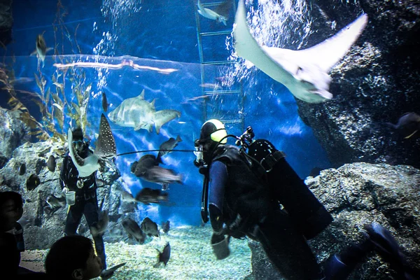 THAILAND BANGHOK 2013 MARCH 29 scuba divers enjoy dive in bangkok aquarium and feed fish