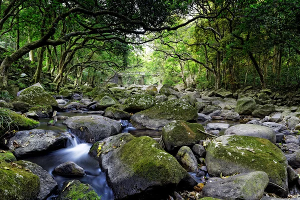 Cascade falls over mossy rocks