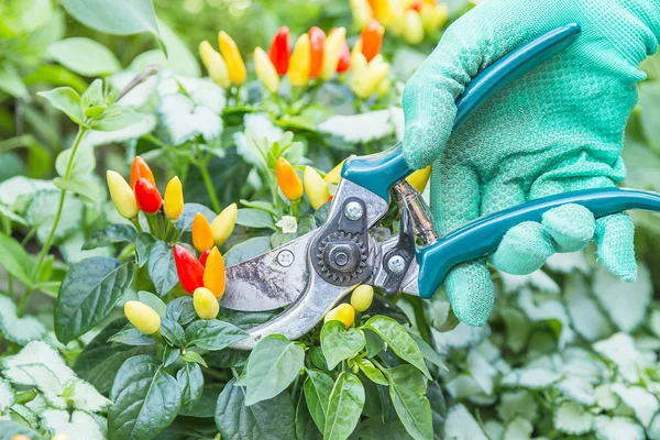 Pruning shears and chili pepper