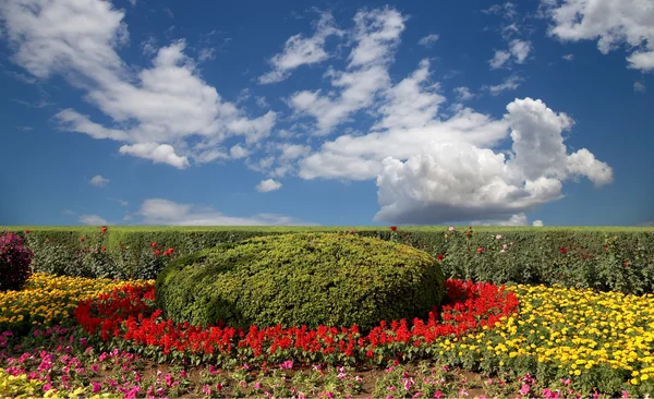 Flowerbed of flowers on a background of blue sky with clouds