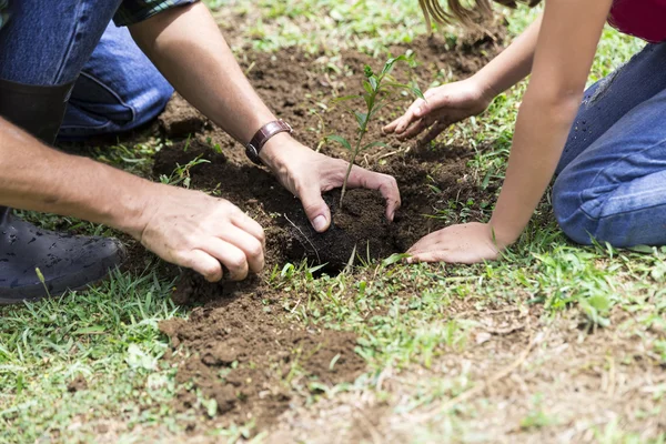 Family Planting