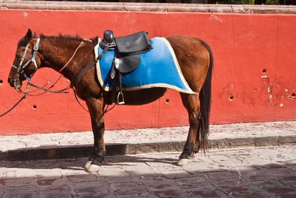 Mexican Police Horse ready to serve and protect