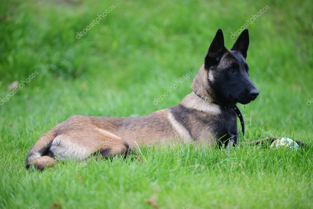 pastor belga negro malinois pastor belga negro malinois