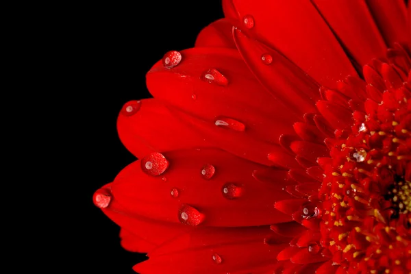 Red gerbera