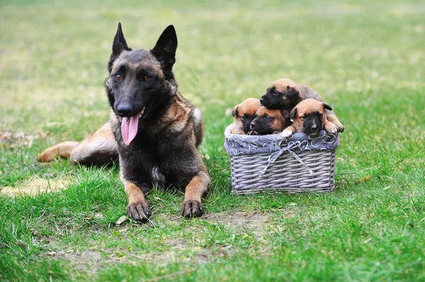 dog  with puppies