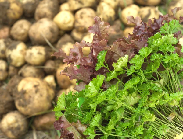 Red salad, green parsley and young potatoes close up