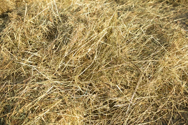 Lots of dry hay, photographed close up