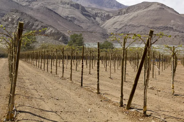 Farmland of vineyard northern desert of Chile