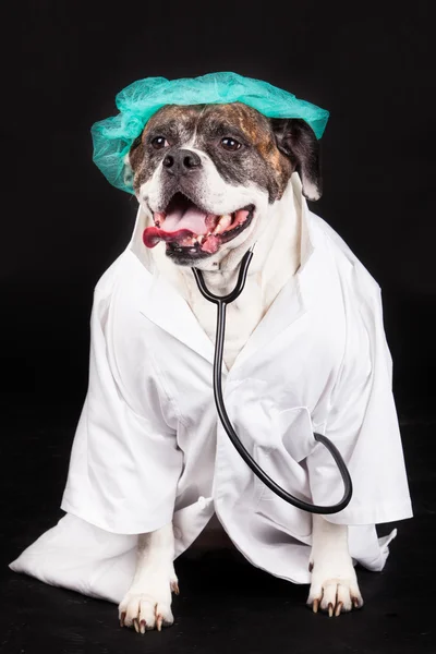 American Bulldog. dog dressed in a doctor coat and wearing a ste