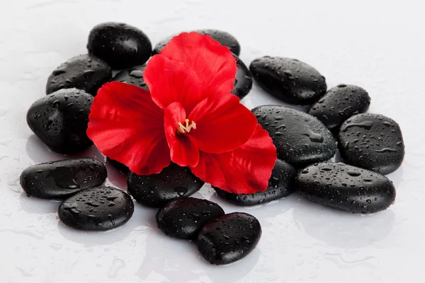 Spa stones and red flower isolated on white. aromatherapy con