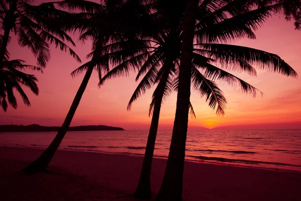 Palm trees silhouette on sunset tropical beach. Tropical sunset