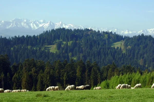 Flock of sheep in Pieniny mountains