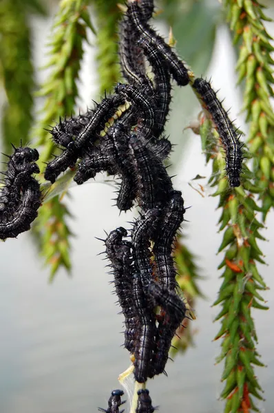 Black caterpillars