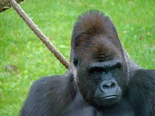 Face portrait of a gorilla