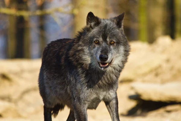 Eastern Wolf or american grey wolf (Canis lupus lycaon)