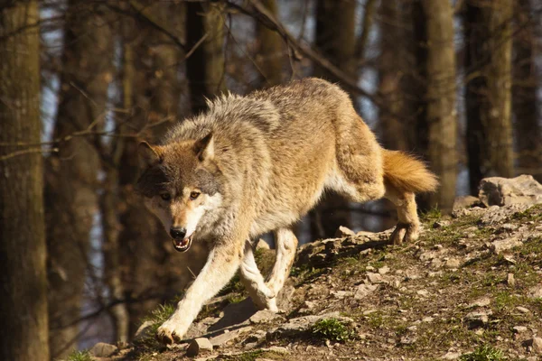 Eastern Wolf or american grey wolf (Canis lupus lycaon)