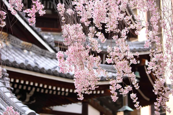 Sakura tree in japanese temple