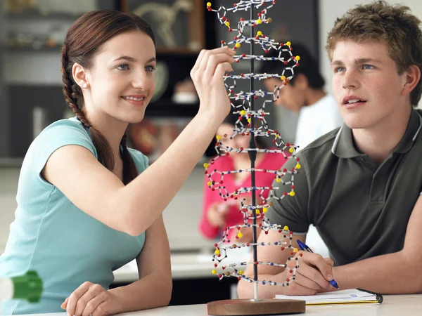 Teenagers working on DNA model