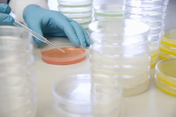 Scientist hands with Petri dishes