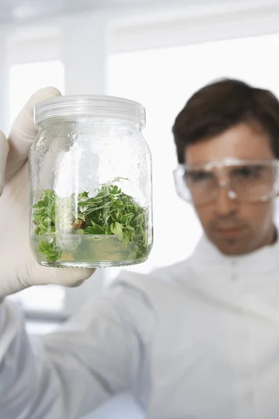 Lab worker examining glass jar of plant