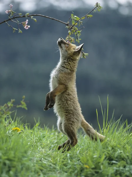 Curious Fox Cub