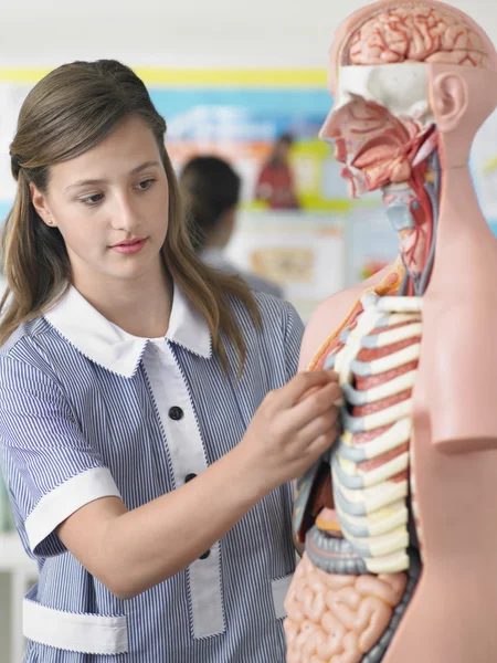 High school student with anatomical model