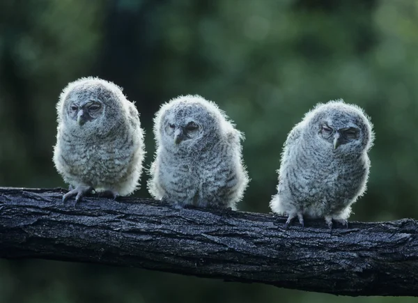 Three Owlets on Branch