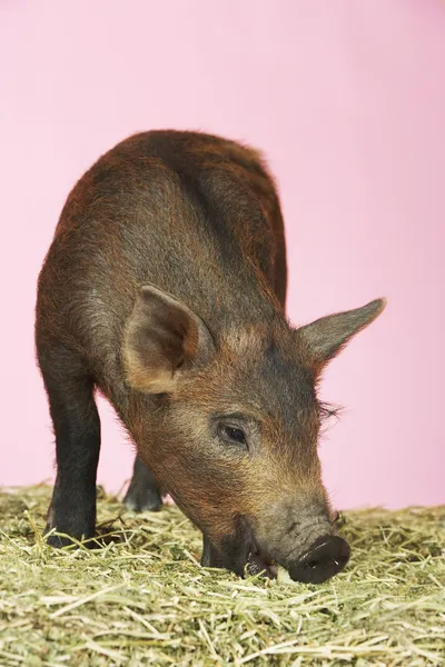 Brown pig on hay