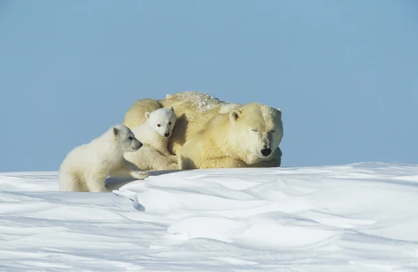 Polar Bear cubs with mother