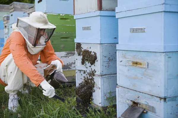 Beekeeper Tending Beehives