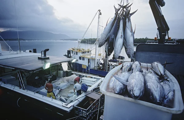 Tuna fish in container on boat