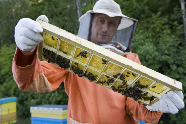 Beekeeper Holding Honeycomb