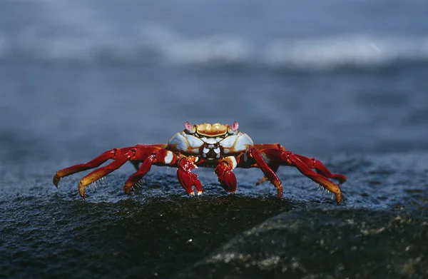 Sally Lightfoot Crab on rock
