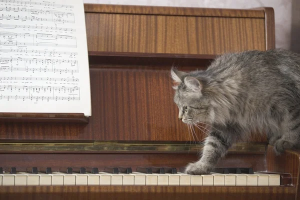 Piano and cat