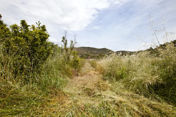 Path mown through long grass