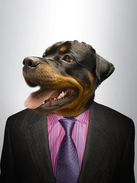 Rottweiler Dog business man