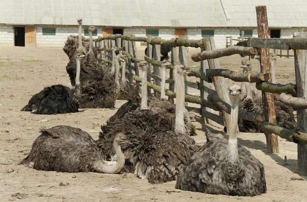 Ostriches bask in the sun