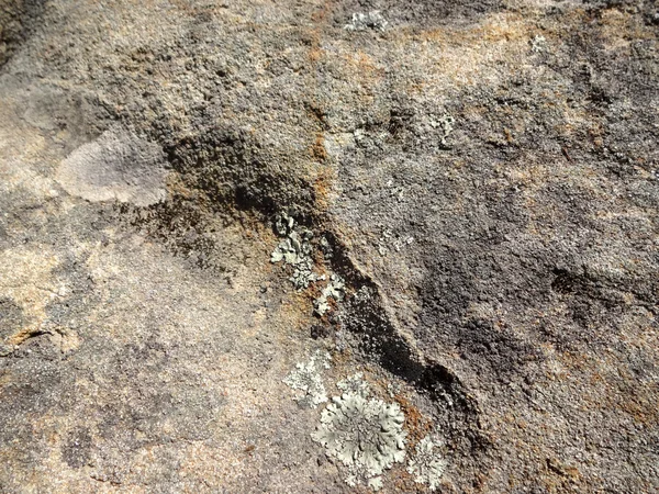Rock Surface with small amount of growth