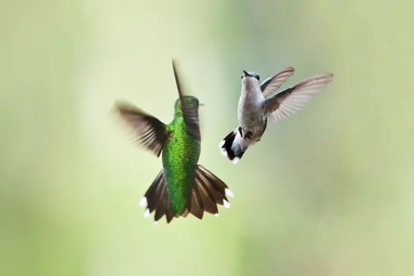 Hummingbirds mating dance — Stock Photo #30649901