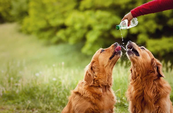 Two dogs drink water