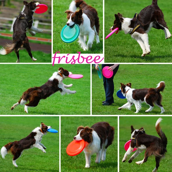 Collage with dogs playing with frisbee