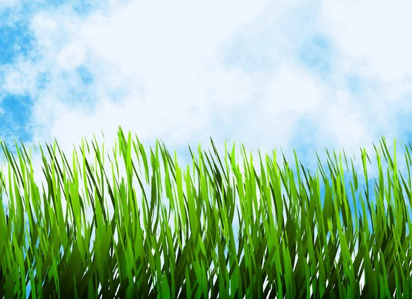 Bright green grass on a blue sky backgrounds