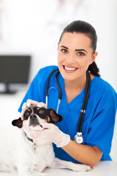 Vet nurse checking pet dog eyes