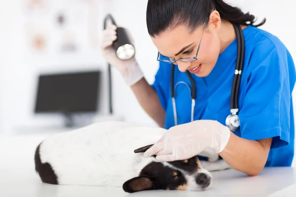 Caring vet doctor checking pet dog ear