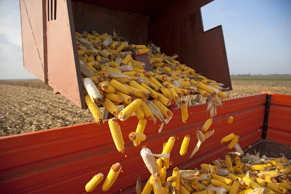 Dumping the corn cobs
