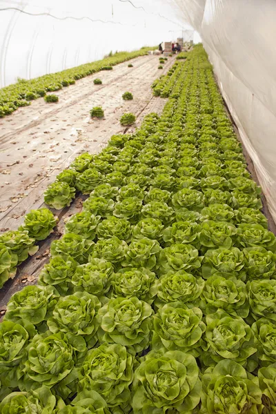 Greenhouse for vegetables - lettuce